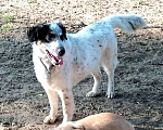 Собаки в Москве: Бинго супер пёс в поисках дома Мальчик, Бесплатно - фото 5