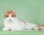 Кошки в Москве: Лекс, кот 2 года Мальчик, Бесплатно - фото 2