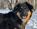Собаки в Москве: Рой Мальчик, Бесплатно - фото 1