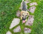 Собаки в Москве: Атос Мальчик, Бесплатно - фото 6