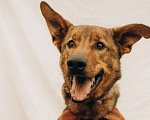 Собаки в Химках: Бобрик ищет дом Мальчик, Бесплатно - фото 1