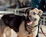 Собаки в Ногинске: Нежность по имени Линда! Девочка, Бесплатно - фото 3