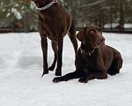 Собаки в Клине: Щенки Девочка, 60 000 руб. - фото 4