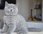 Кошки в Хабаровске: котята плюшевые Мальчик, Бесплатно - фото 2
