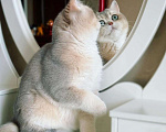Кошки в Новосибирске: Британский котенок Смайл Мальчик, 100 000 руб. - фото 4