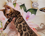 Кошки в Москве: Бенгальские котята  Мальчик, 25 000 руб. - фото 1