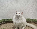 Кошки в Владивостоке: Cotton Мальчик, 50 000 руб. - фото 2