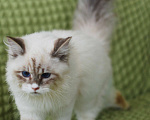 Кошки в Москве: Особенный котик Варяг ищет надежных хозяев!  Мальчик, Бесплатно - фото 5