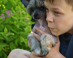 Собаки в Липецке: Щенки китайской хохлатой Мальчик, 40 000 руб. - фото 4