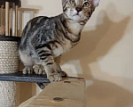 Кошки в Волгограде: Ориентальные котята Мальчик, 45 000 руб. - фото 2