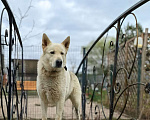 Собаки в Дзержинском: Позитивный пес Артем ищет дом Мальчик, Бесплатно - фото 6