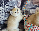Кошки в Омске: Золотые шиншиллята Мальчик, 20 000 руб. - фото 3