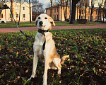 Собаки в Москве: Мухтар Мальчик, Бесплатно - фото 2
