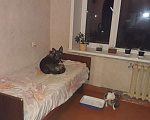 Собаки в Брянске: Ищу друга для Нино. Девочка, Бесплатно - фото 1