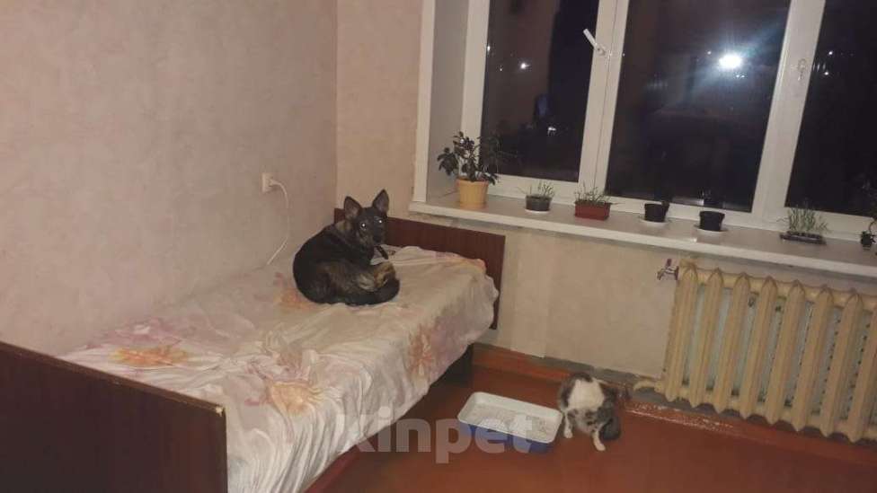 Собаки в Брянске: Ищу друга для Нино. Девочка, Бесплатно - фото 1