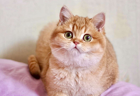 Объявление: Котик золотая шиншилла , 50 000 руб., Москва
