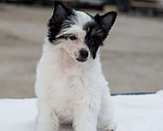 Собаки в Липецке: Пуховая девочка мини Девочка, 30 000 руб. - фото 2