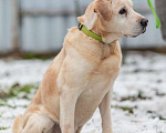 Собаки в Москве: Породистый лабрадор Сеня ищет дом Мальчик, Бесплатно - фото 3