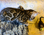Кошки в Санкт-Петербурге: Бенгальские котята клубные Мальчик, 5 000 руб. - фото 6