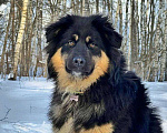 Собаки в Москве: Рой Мальчик, Бесплатно - фото 4