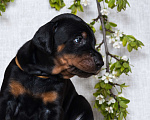 Собаки в Зеленограде: Кобель коричневая лента  Мальчик, 100 000 руб. - фото 3