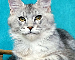 Кошки в Мытищах: Котенок Мейн-кун Мальчик, 30 000 руб. - фото 2