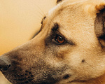 Собаки в Москве: Вега ищет дом Девочка, Бесплатно - фото 1