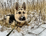 Собаки в Москве: Нора метис овчарки в добрые руки Девочка, Бесплатно - фото 10