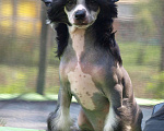 Собаки в Липецке: Голый мальчик Рио Мальчик, 30 000 руб. - фото 3