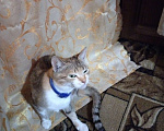 Кошки в Брянске: Бусинка нуждается в доме  Девочка, Бесплатно - фото 1
