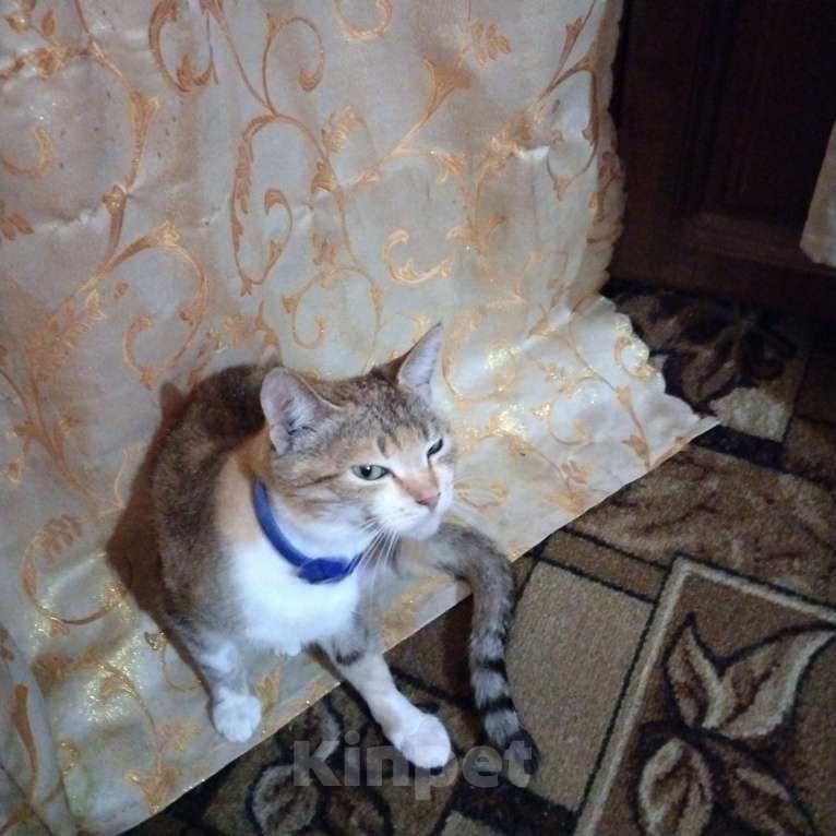 Кошки в Брянске: Бусинка нуждается в доме  Девочка, Бесплатно - фото 1