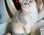 Кошки в Новосибирске: Британский котенок Смайл Мальчик, 100 000 руб. - фото 1