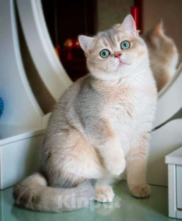 Кошки в Новосибирске: Британский котенок Смайл Мальчик, 100 000 руб. - фото 1