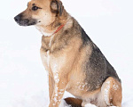Собаки в Москве: Бедный Оливер дважды вернулся в приют Мальчик, Бесплатно - фото 2