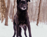 Собаки в Москве: Сафи Девочка, Бесплатно - фото 2