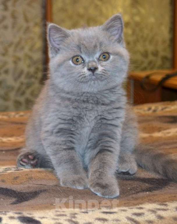 Кошки в Хабаровске: британская короткошерстная девочка Девочка, Бесплатно - фото 1
