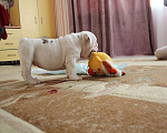 Собаки в Краснодаре: Щенок бульдога Мальчик, 1 руб. - фото 2