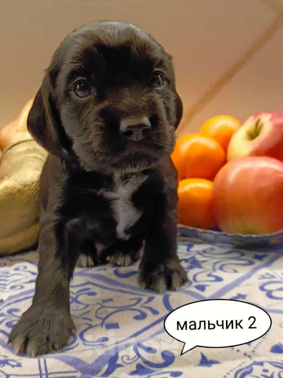 Собаки в Москве: Русский охотничий спаниель , щенок Мальчик, 18 000 руб. - фото 1