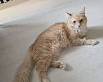 Кошки в Щербинке: Мейн-Кун Мальчик, Бесплатно - фото 2