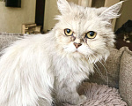 Кошки в Москве: Роскошная светло-серебристая кошечка Бавария ищет дом. Мальчик, Бесплатно - фото 6