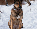 Собаки в Москве: Рене Девочка, Бесплатно - фото 3
