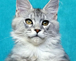 Кошки в Мытищах: Котенок Мейн-кун Мальчик, 30 000 руб. - фото 5