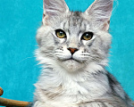 Кошки в Мытищах: Котенок Мейн-кун Мальчик, 30 000 руб. - фото 1