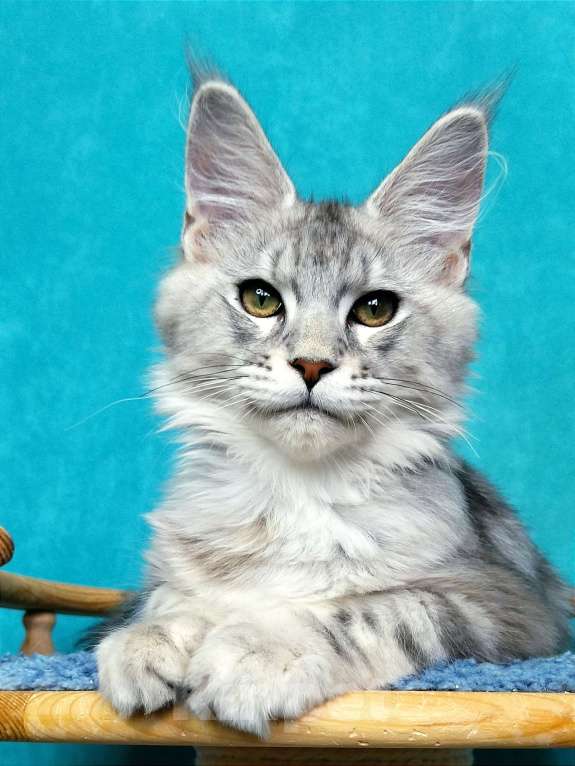 Кошки в Мытищах: Котенок Мейн-кун Мальчик, 30 000 руб. - фото 1