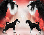 Собаки в Зеленоградске: Цвергшнауцеры щеночки ч/с питомник Мальчик, 60 000 руб. - фото 1