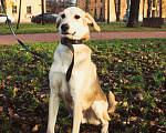 Собаки в Москве: Мухтар Мальчик, Бесплатно - фото 1
