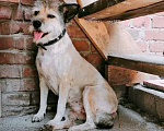 Собаки в Москве: небольшая собачка ищет семью Девочка, 100 руб. - фото 1