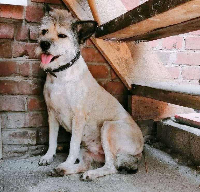 Собаки в Москве: небольшая собачка ищет семью Девочка, 100 руб. - фото 1