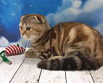 Кошки в Москве: Вислоухий котенок Дарина Девочка, Бесплатно - фото 2
