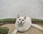 Кошки в Владивостоке: Cotton Мальчик, 50 000 руб. - фото 5